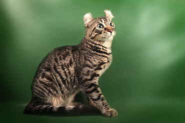 Американский керл