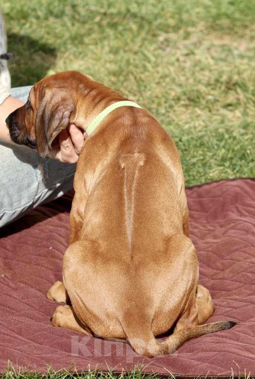 Собаки в Москве: Щенок родезийского риджбека  Девочка, Бесплатно - фото 3