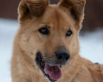 Собаки в Москве: Рыжий красавец Мартин ищет дом, 5.5 лет Мальчик, Бесплатно - фото 5