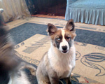 Собаки в Солнечногорске: щенки якутской лайки Девочка, 20 000 руб. - фото 3