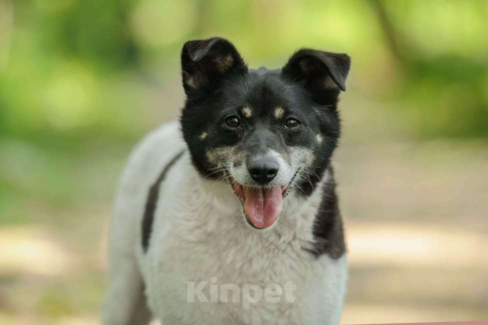Собаки в Москве: Йоко Девочка, Бесплатно - фото 2