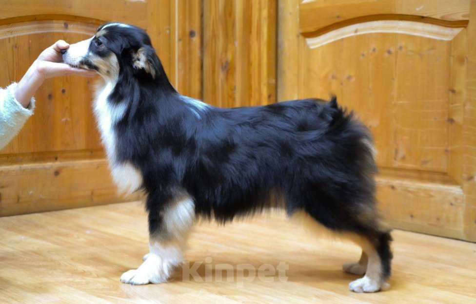 Собаки в Москве: Австралийская овчарка девочка щенок  Девочка, 25 000 руб. - фото 4