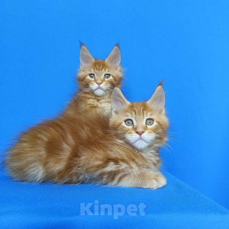 Кошки в Москве: Котята Мейн-Кун Мальчики Мальчик, 70 000 руб. - фото 4