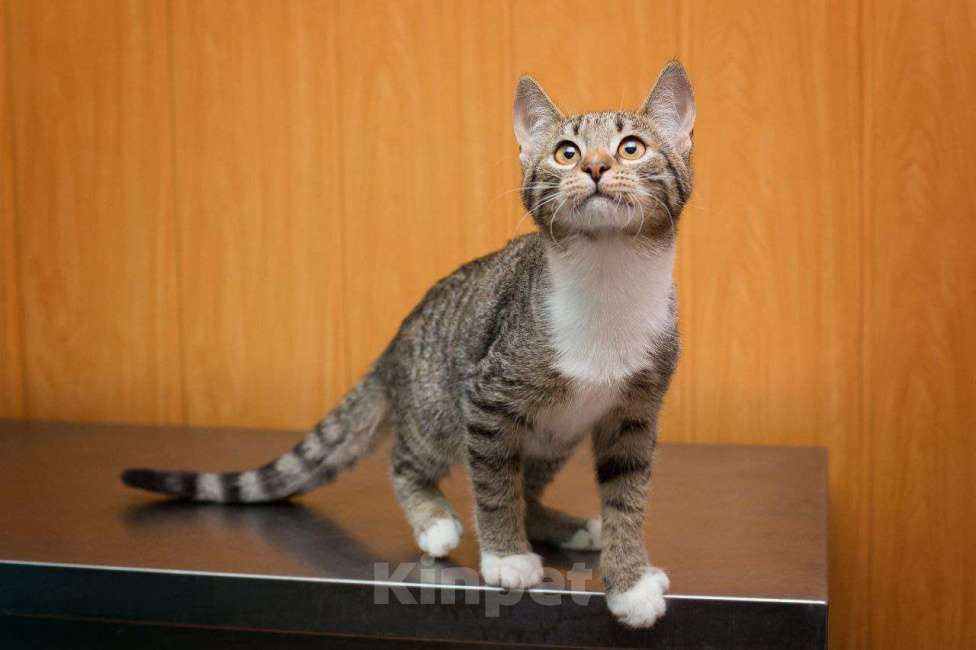 Кошки в Москве: Маленькая девочка Любава Девочка, Бесплатно - фото 4