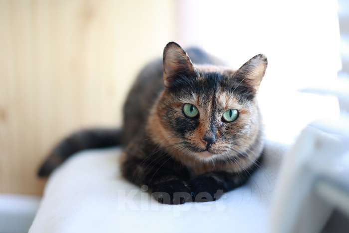 Кошки в Москве: Бывшедомашняя кошка Муся ищет тех кто не предаст Девочка, 1 руб. - фото 3