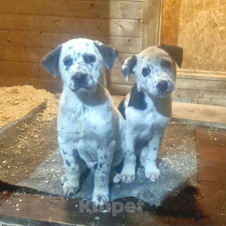 Собаки в Москве: Щенок в добрый руки Мальчик, Бесплатно - фото 1