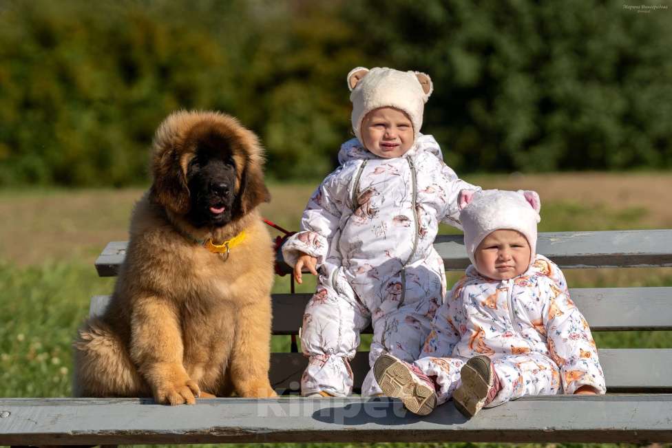 Собаки в Гатчине: ЛЕОНБЕРГЕР, породные щенки от родителей отличных кровей Мальчик, 150 000 руб. - фото 3