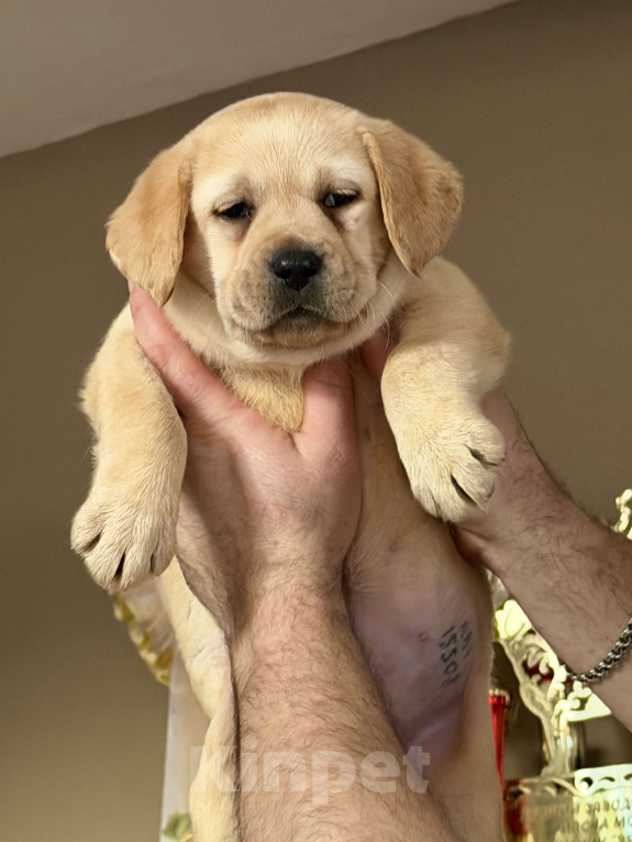 Собаки в Москве: Щенки лабрадора  Девочка, Бесплатно - фото 1