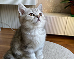 Кошки в Москве: Ищу особенного человека для особенной девочки 🤍 (отдаем даром, но со строгими условиями) Девочка, Бесплатно - фото 3
