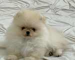 Собаки в Москве: Померанские малыши  Мальчик, Бесплатно - фото 2