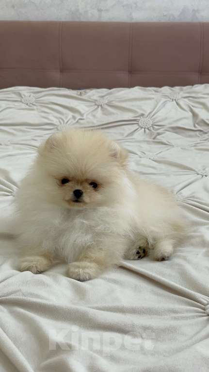 Собаки в Москве: Померанские малыши  Мальчик, Бесплатно - фото 2