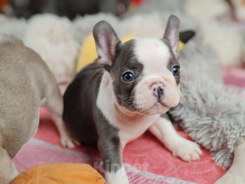 Собаки в Санкт-Петербурге: Шикарные щенки голубые шоколад лиловые Девочка, 60 000 руб. - фото 9