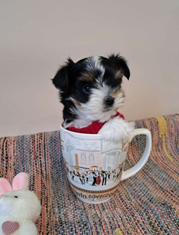 Собаки в Москве: Мини девочка Бивер  Девочка, 150 000 руб. - фото 2