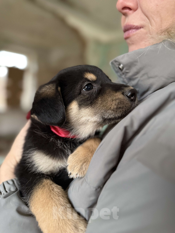 Собаки в Москве:  Невероятный медвежонок Барни  2 мес ждет новогоднего чуда-дом! Мальчик, Бесплатно - фото 4