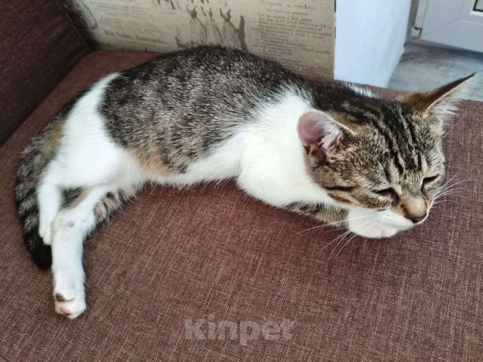 Кошки в других городах Московской области: котёнок Девочка, Бесплатно - фото 1