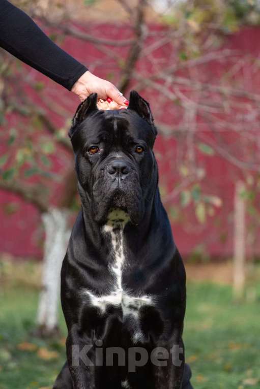 Собаки в Донецке: Вязка кане корсо Мальчик, Бесплатно - фото 6