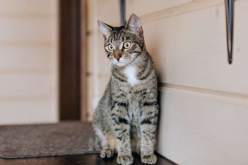 Кошки в Москве: Веселые непоседы Валли и Хлоя ищут семью Девочка, 1 руб. - фото 4