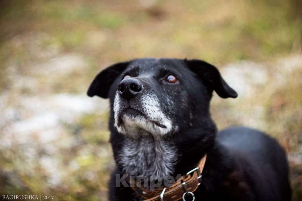 Собаки в Москве: Эрвин Мальчик, Бесплатно - фото 2