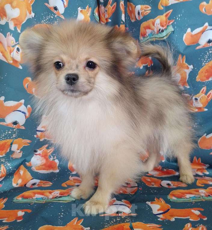 Собаки в Новосибирске: Щенок шпица  Девочка, 40 000 руб. - фото 2