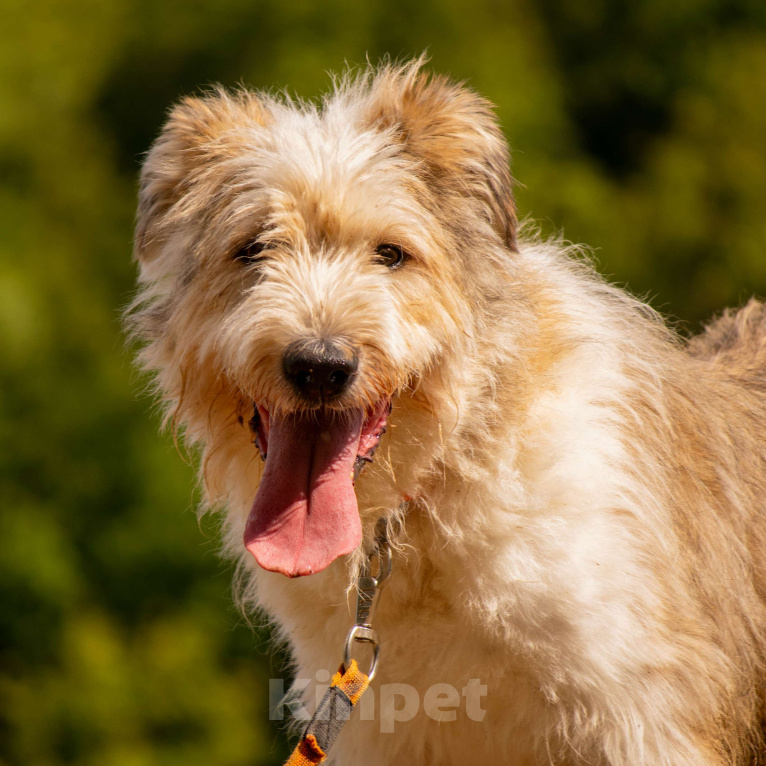 Собаки в Москве: Кряк Мальчик, Бесплатно - фото 2