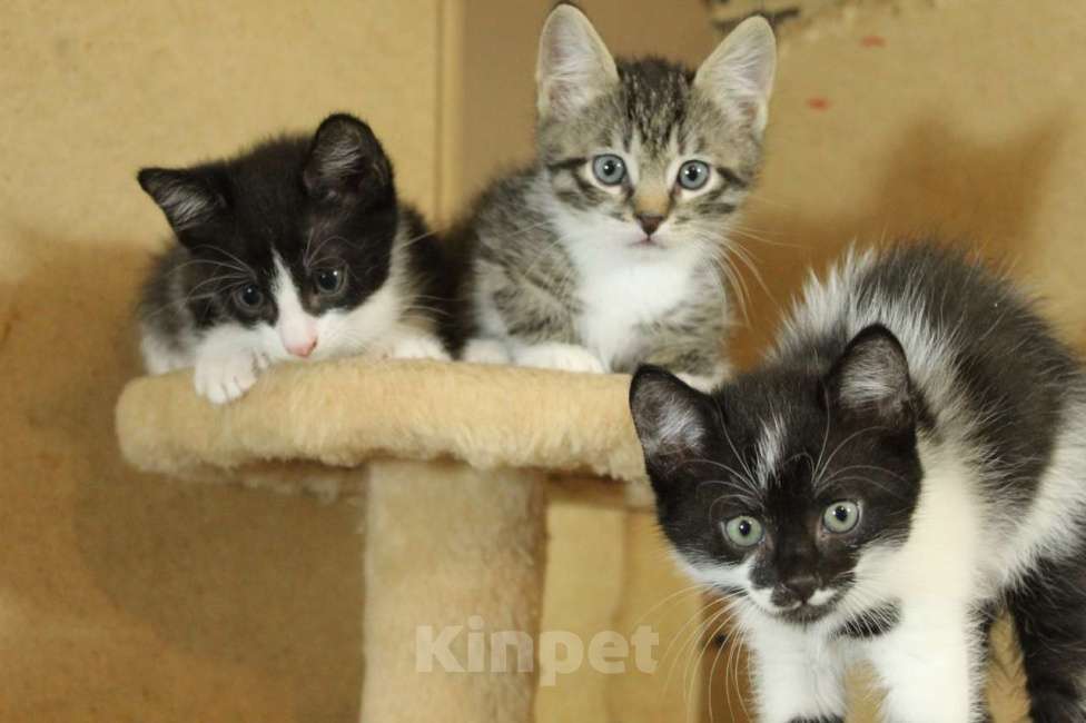 Кошки в Санкт-Петербурге: Симпатичные заводные котята Мальчик, Бесплатно - фото 3