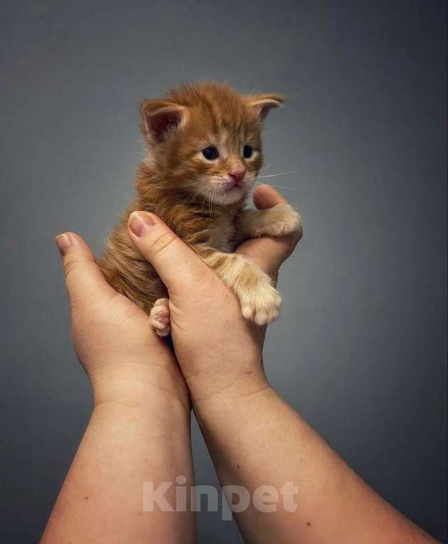 Кошки в Миассе: Мейн-кун полидакт  Мальчик, 50 000 руб. - фото 2