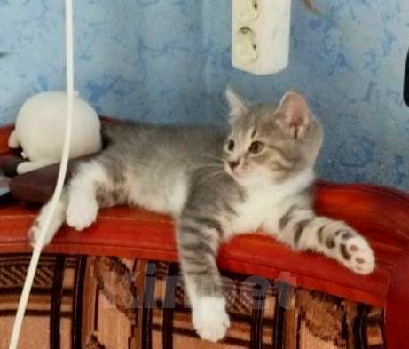Кошки в Туле: Майя Девочка, Бесплатно - фото 1