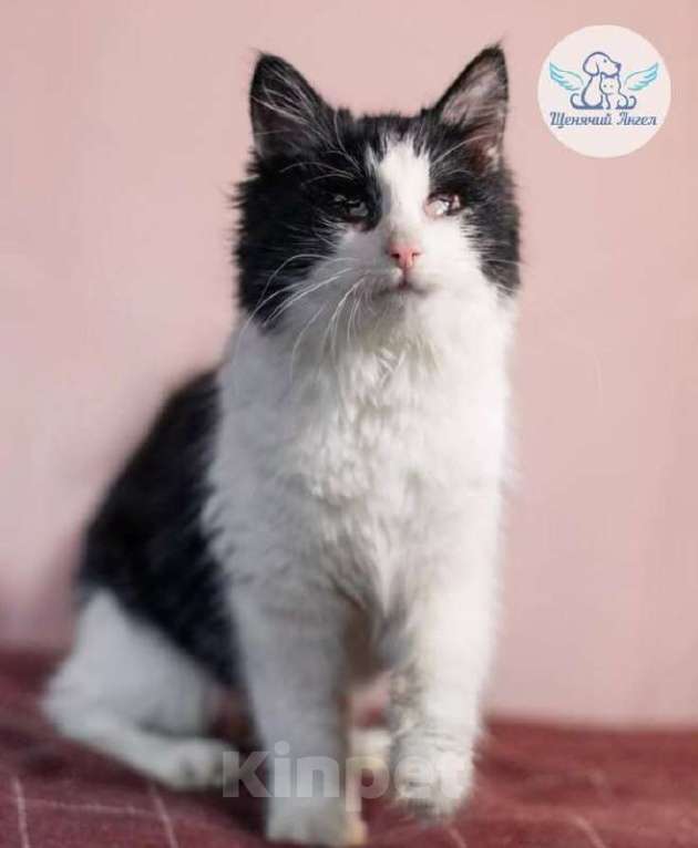 Кошки в Москве: Особенная Панда хочет домой! Девочка, Бесплатно - фото 4