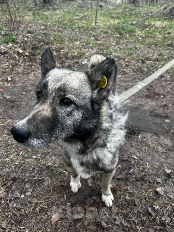 Собаки в Брянске: Линда Девочка, Бесплатно - фото 6