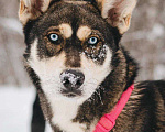 Собаки в Москве: Никель ищет дом Мальчик, Бесплатно - фото 4