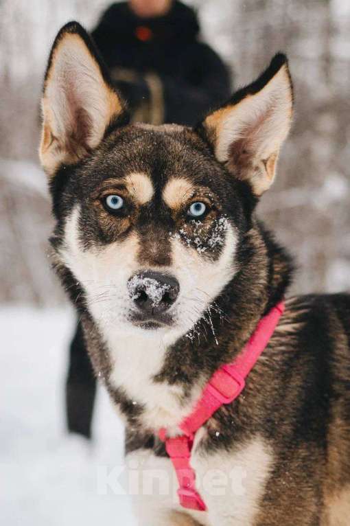 Собаки в Москве: Никель ищет дом Мальчик, Бесплатно - фото 4