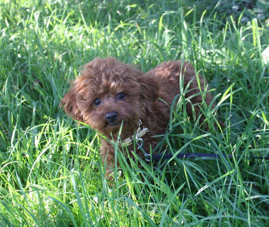 Собаки в Москве: Тедди пудель Мальчик, 90 000 руб. - фото 4