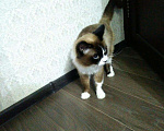 Кошки в Чебоксарах: Вязка кота, 1 800 руб. - фото 5