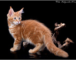 Кошки в Нытве: Мейн кун котята, 25 000 руб. - фото 5