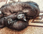 Кошки в Кстово: Котята, 100 руб. - фото 3