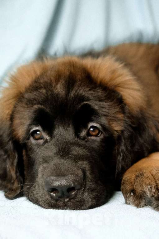 Собаки в Йошкаре-Оле: Продажа щенка Девочка, Бесплатно - фото 1