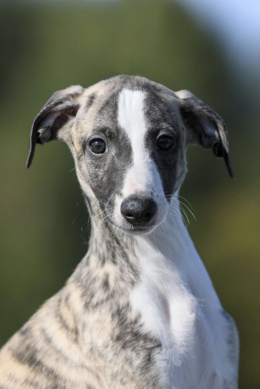 Собаки в Москве: Тиграш уиппет Мальчик, 40 000 руб. - фото 6