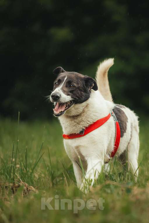 Собаки в Москве: Элли ищет дом Девочка, Бесплатно - фото 7