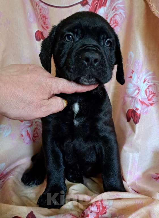 Собаки в других городах Московской области: Красивый черный мальчик Мальчик, 40 000 руб. - фото 4