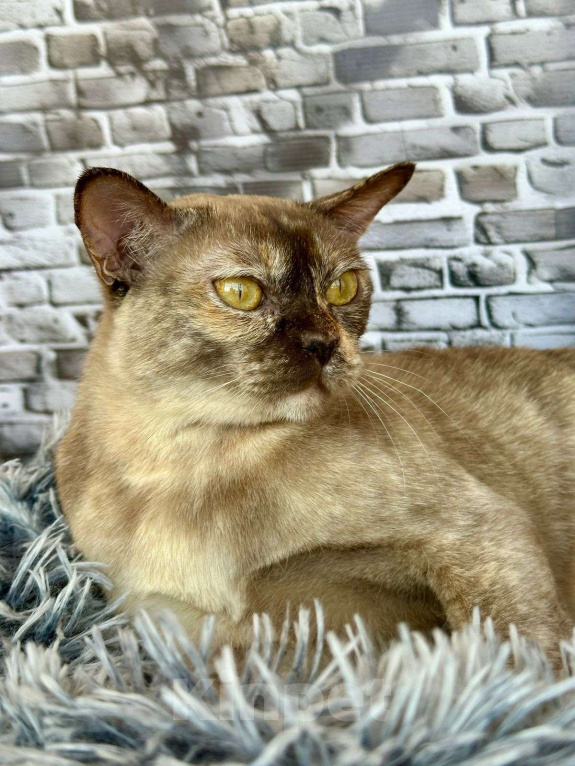 Кошки в Электростали: Европейская бурма. Девочка, 10 000 руб. - фото 3