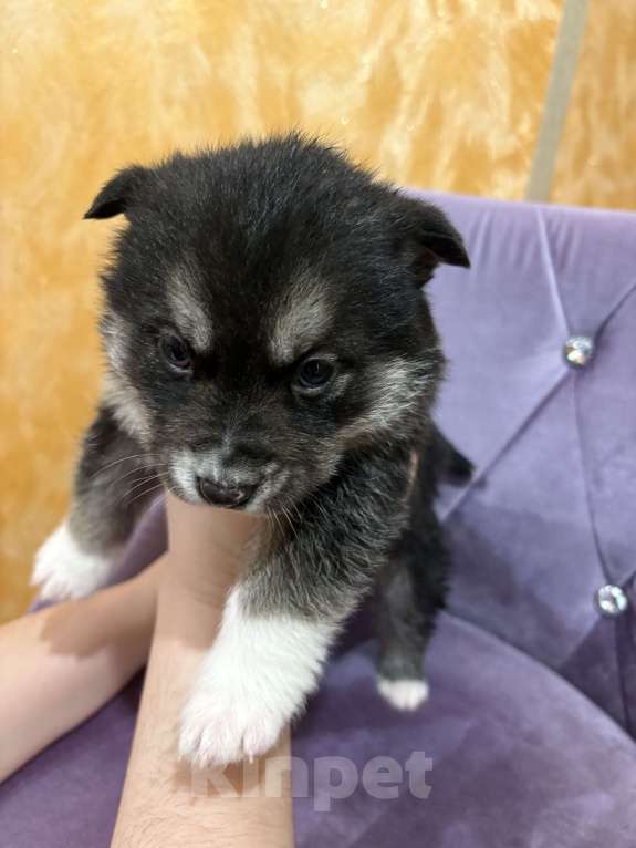 Собаки в других городах Свердловской области: Черника Девочка, Бесплатно - фото 1