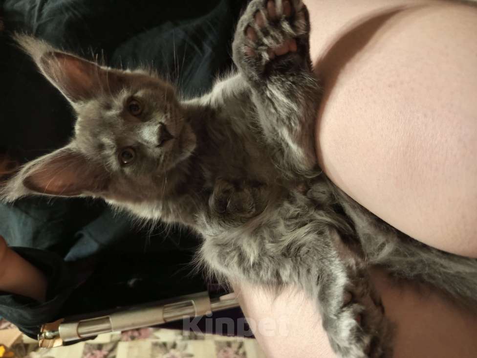 Кошки в других городах Ленинградской области: Котята Менйн Кун polidakt Мальчик, 25 000 руб. - фото 6