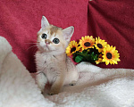 Кошки в Казани: Шотландская прямоухая золотая кошечка Иззи Девочка, 30 000 руб. - фото 5