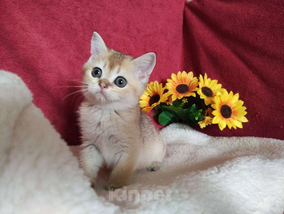 Кошки в Казани: Шотландская прямоухая золотая кошечка Иззи Девочка, 30 000 руб. - фото 5