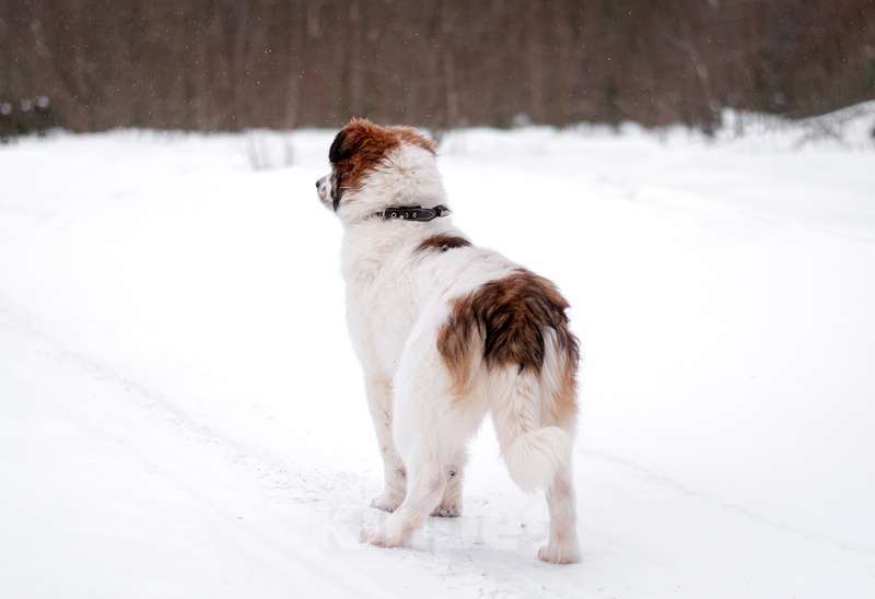 Собаки в Москве: Аусси (австралийская овчарка) Бора в добрые руки Девочка, Бесплатно - фото 3