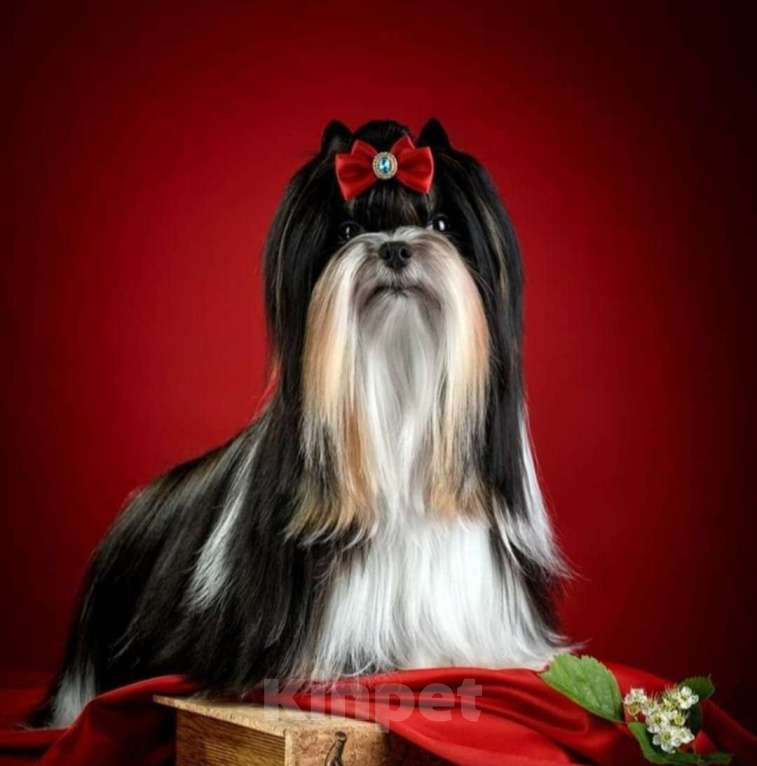 Собаки в Москве: Мини девочка Бивер  Девочка, 150 000 руб. - фото 5