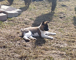 Собаки в Белореченске: Щенки Американской Акиты Мальчик, 40 000 руб. - фото 3