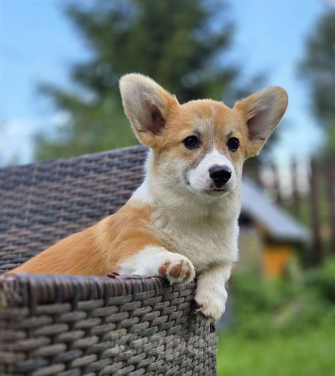 Собаки в Сергиеве Посаде: Мальчик Вельш Корги Пемброк 5 месяцев  Мальчик, 50 000 руб. - фото 2