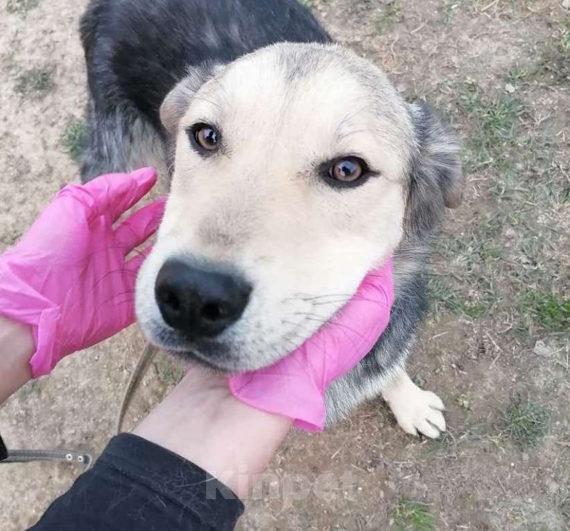 Собаки в Москве: Виччи, мечтательный щенок Мальчик, Бесплатно - фото 3