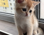 Кошки в других городах Московской области: Котенок золотая британская шиншилла Мальчик, 40 000 руб. - фото 1